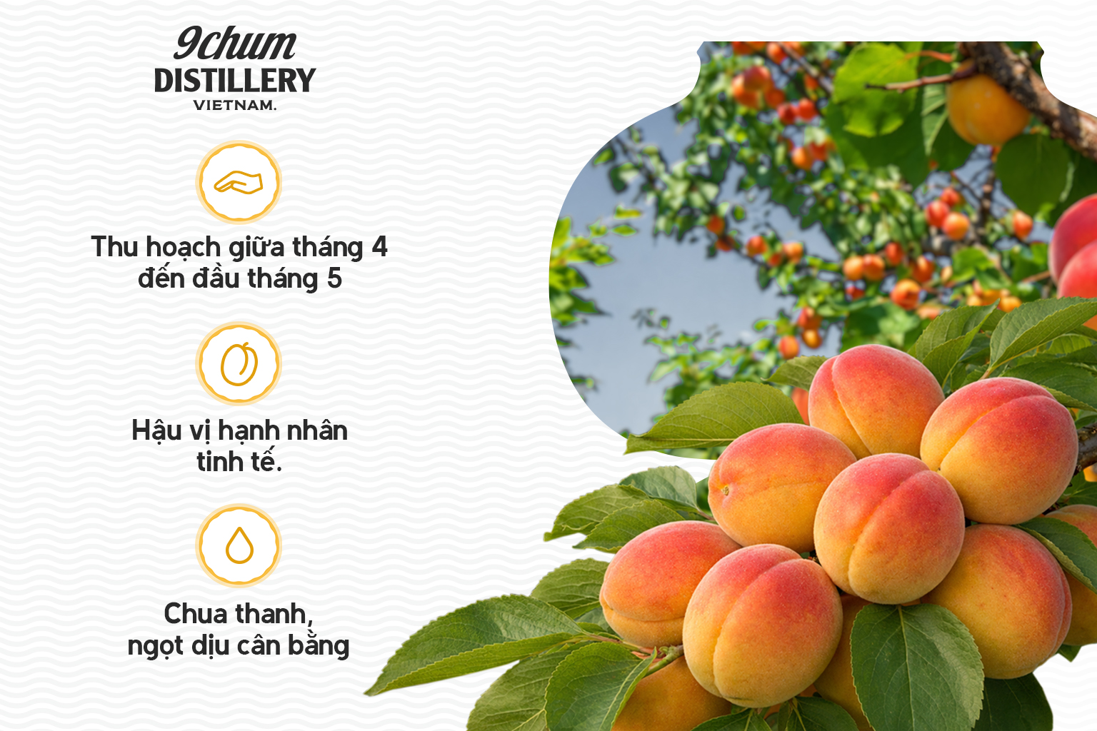 Mơ rừng (mơ má đào)