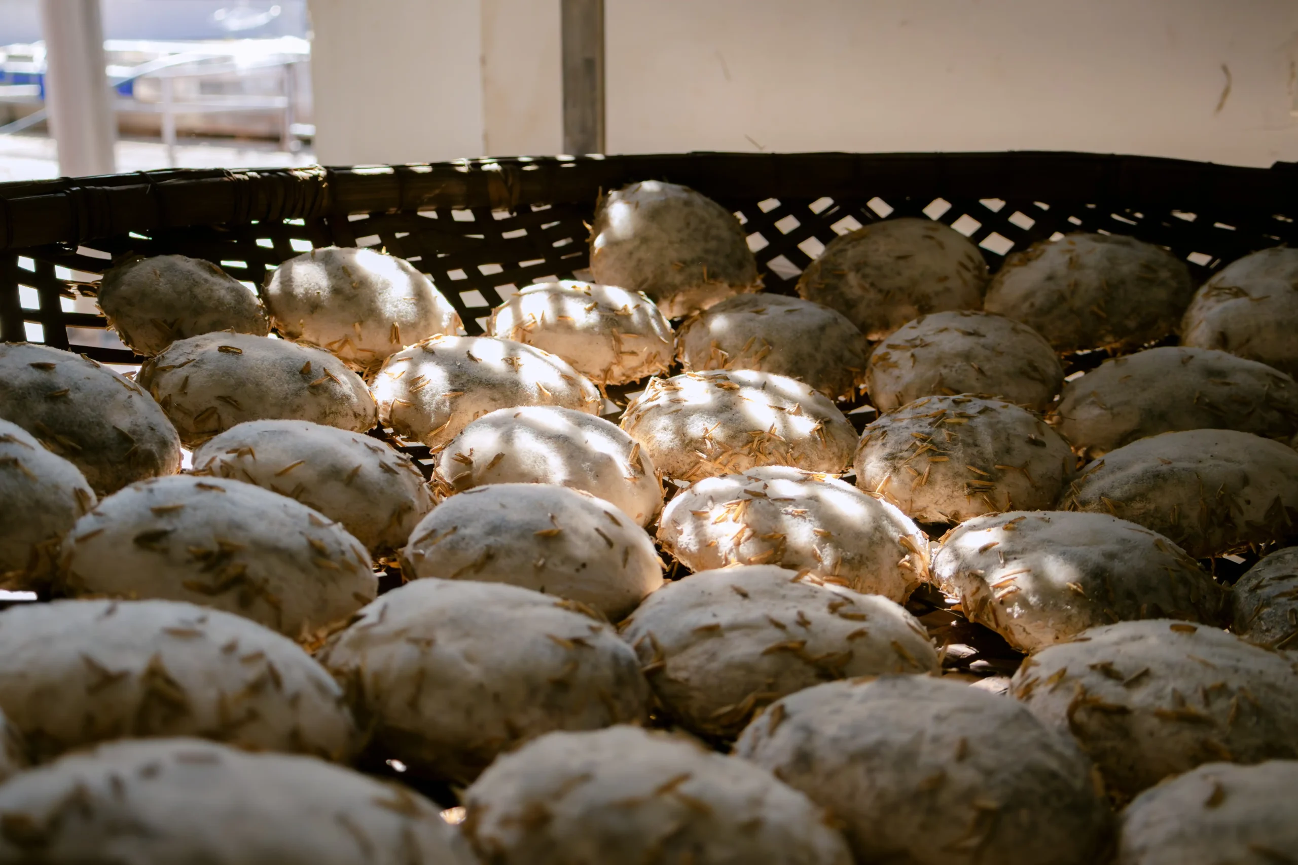Bánh men lá truyền thống